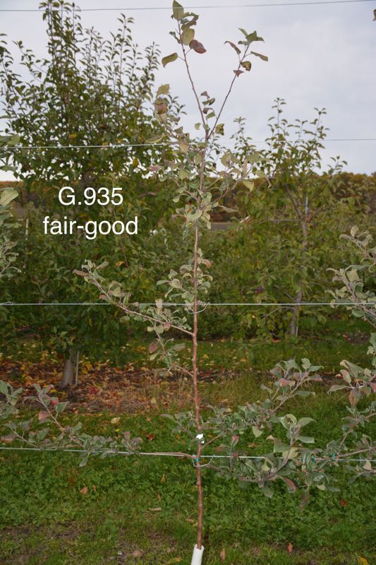 5-G.935 fair-good