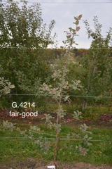 1-G.4214 fair-good