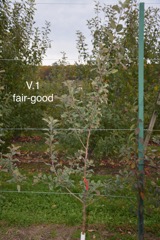 2-V.1 fair-good