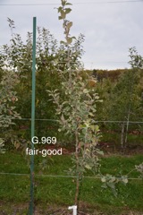 3-G.969 fair-good