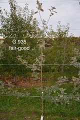 5-G.935 fair-good