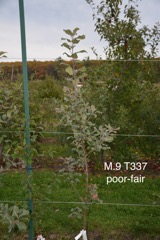 1-M.9T337 poor-fair